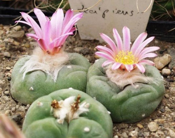 Lophophora_v_decipiens